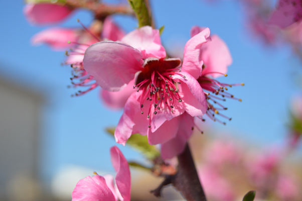 llega la primavera a los pirineos